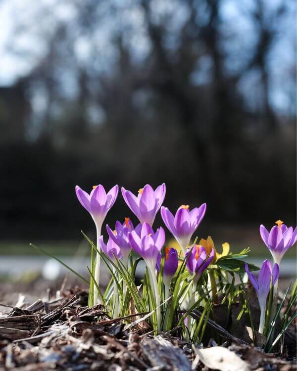 Krokus Frühling