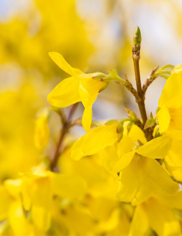 Blog-Foto-Frühling
