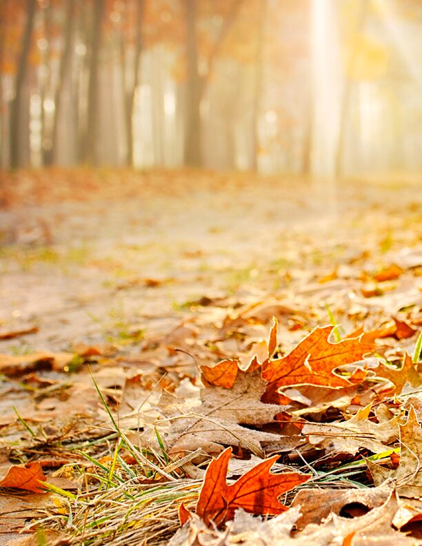 Beitragsbild-Herbst