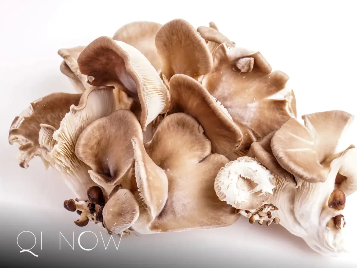 MUSHROOM NOW: Die Kraft der Heilpilze